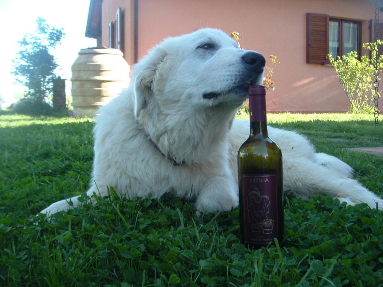 Agriturismo Pian Dei Pini Montiano  Zewnętrze zdjęcie