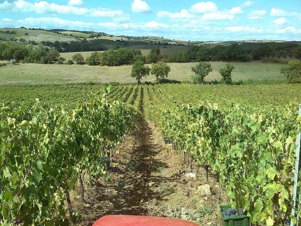 Agriturismo Pian Dei Pini Montiano  Zewnętrze zdjęcie